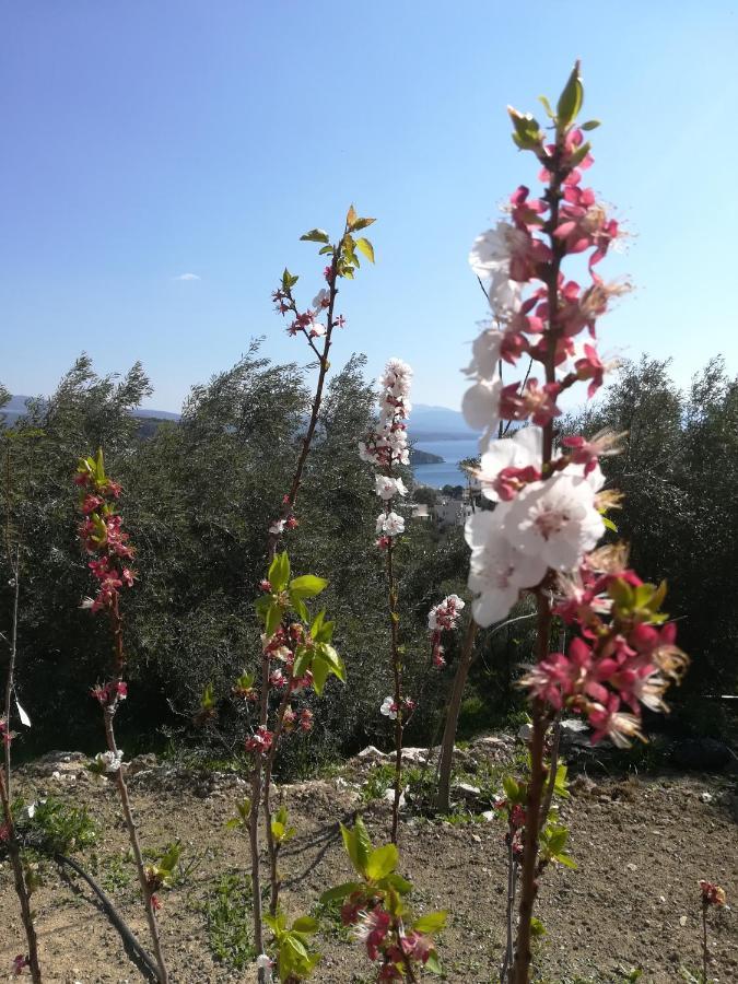 Вилла Πέτρα, Ελιά Και Λεβάντα Толон Экстерьер фото